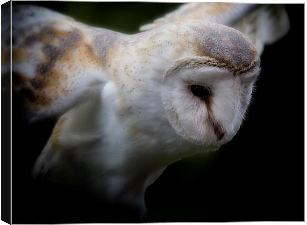 Barn Owl Canvas Print by Graham Moore