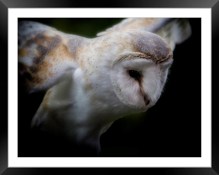 Barn Owl Framed Mounted Print by Graham Moore