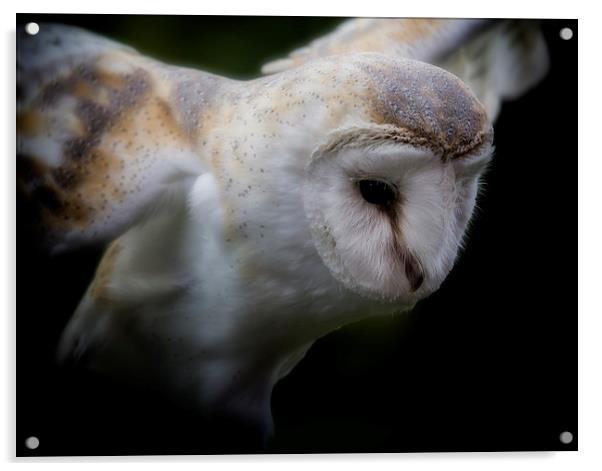 Barn Owl Acrylic by Graham Moore