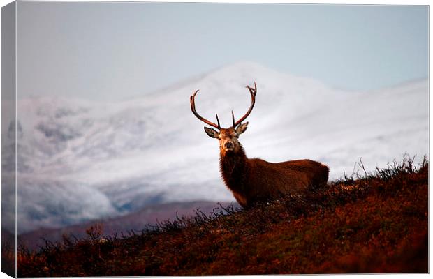 Winter stag Canvas Print by Macrae Images
