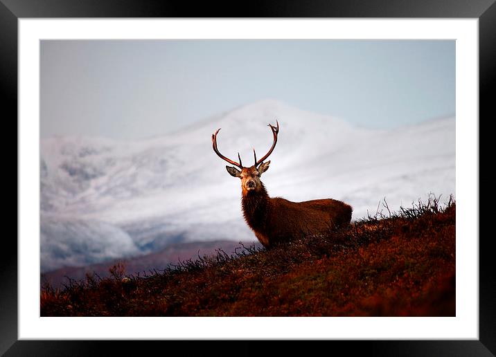 Winter stag Framed Mounted Print by Macrae Images