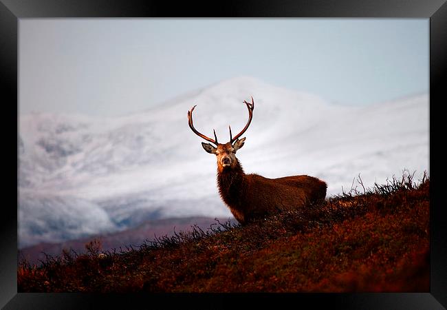 Winter stag Framed Print by Macrae Images
