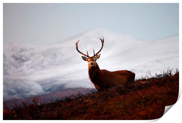 Winter stag Print by Macrae Images