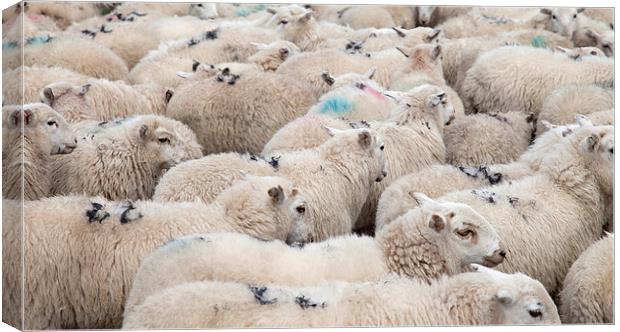 Welsh Mountain Sheep Canvas Print by Gail Johnson
