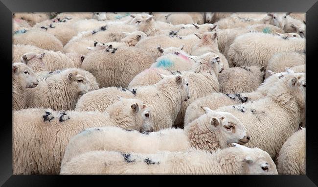 Welsh Mountain Sheep Framed Print by Gail Johnson