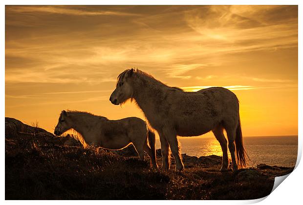 Wild Welsh Ponys Print by Gail Johnson
