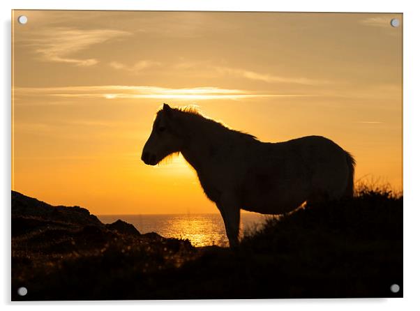 Wild Welsh Ponys Acrylic by Gail Johnson