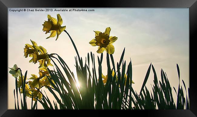 Sunshine Backlit Daffs Framed Print by Chaz Gelder