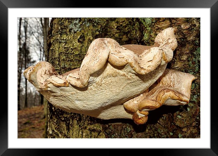 Mushroom Framed Mounted Print by Gary Kenyon