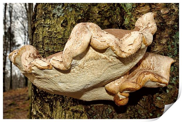 Mushroom Print by Gary Kenyon
