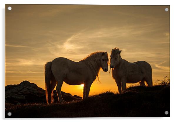 Wild Welsh Ponys Acrylic by Gail Johnson