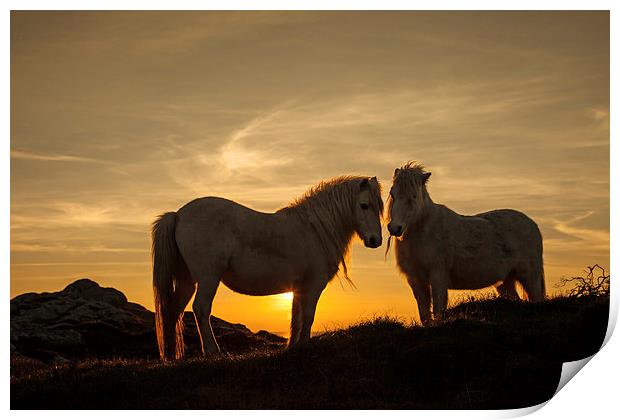 Wild Welsh Ponys Print by Gail Johnson