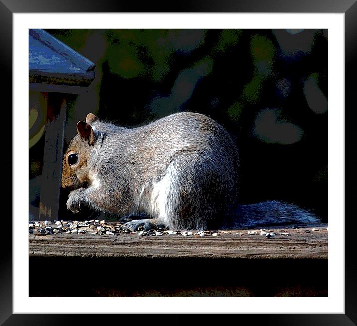 Squirrel at Lunch Framed Mounted Print by james balzano, jr.