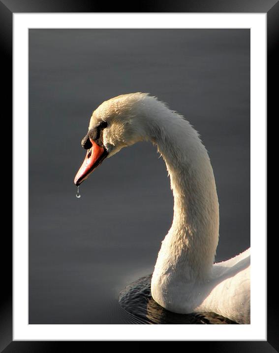 Swan in Sunlight Framed Mounted Print by Ralph Jackson