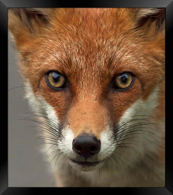 Fox portrait, wild Framed Print by Vivienne Beck