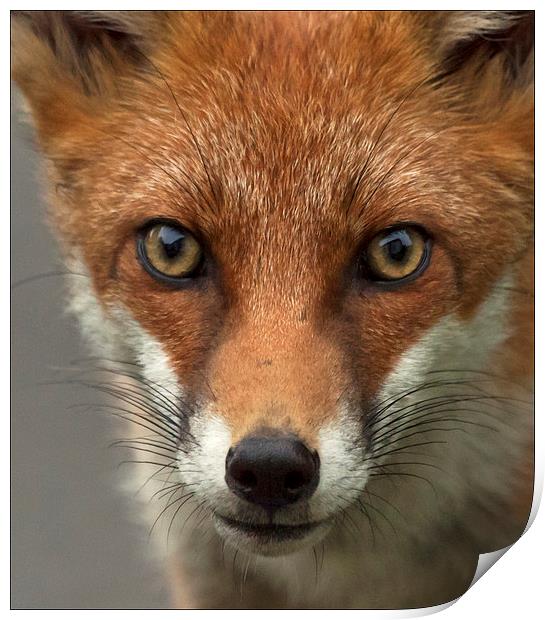 Fox portrait, wild Print by Vivienne Beck