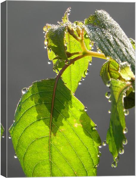 Morning dewdrops Canvas Print by Ralph Jackson