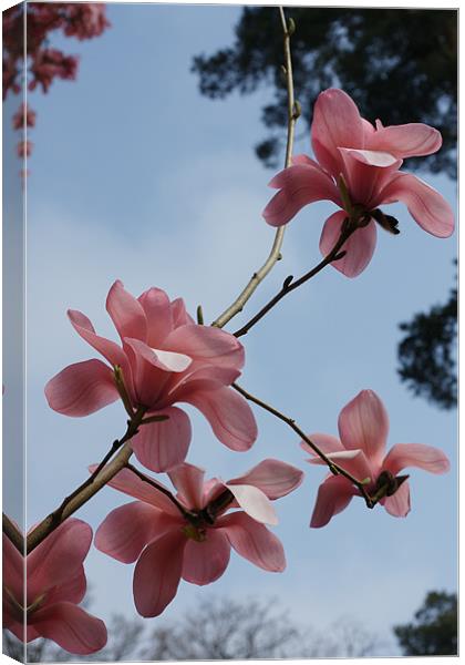 Spring Magnolia Canvas Print by Alan Jacobs