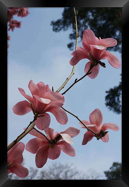 Spring Magnolia Framed Print by Alan Jacobs