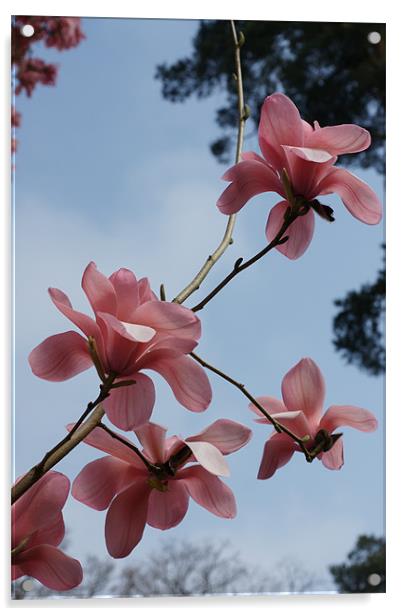 Spring Magnolia Acrylic by Alan Jacobs