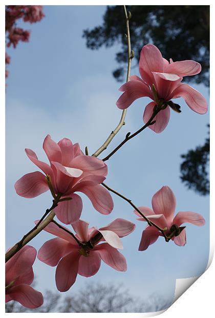 Spring Magnolia Print by Alan Jacobs