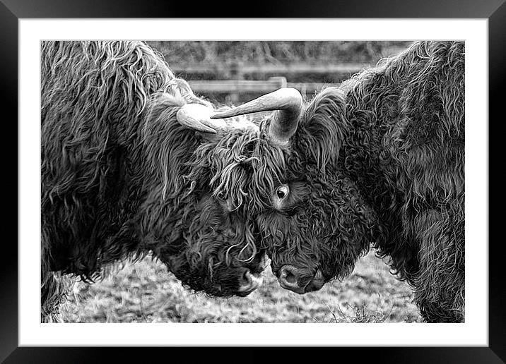 Highland Cow Framed Mounted Print by Northeast Images
