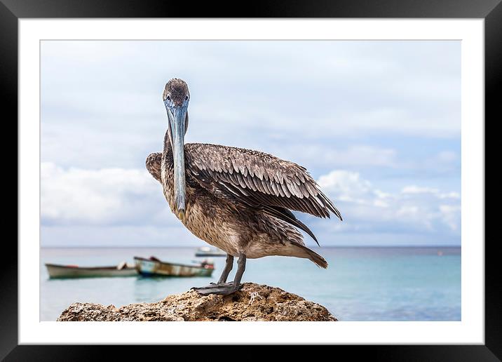 Pelican Framed Mounted Print by Gail Johnson