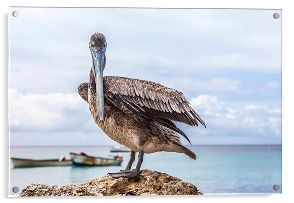 Pelican Acrylic by Gail Johnson