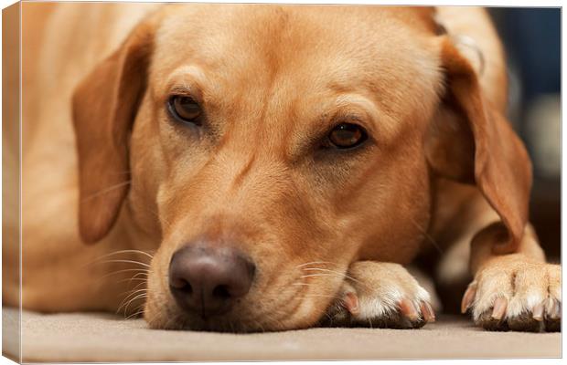 Dog at rest Canvas Print by Tommy Dickson