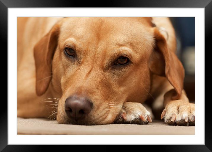 Dog at rest Framed Mounted Print by Tommy Dickson