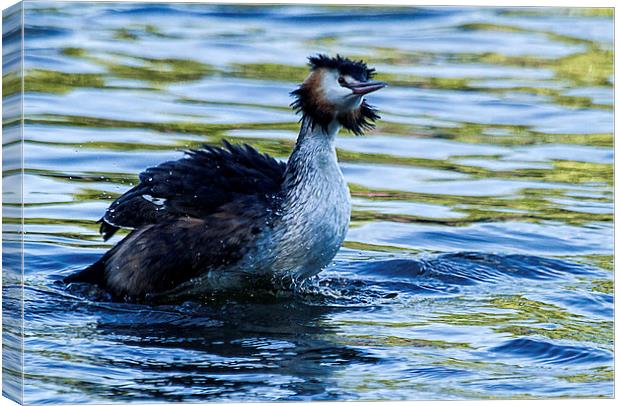 Great Crested Grebe Canvas Print by John Fletcher