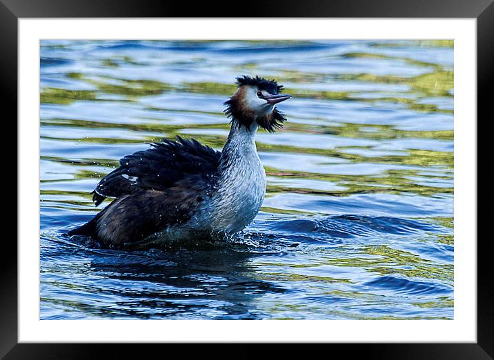 Great Crested Grebe Framed Mounted Print by John Fletcher