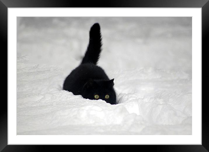 Snow Cat Framed Mounted Print by Tracy Hughes