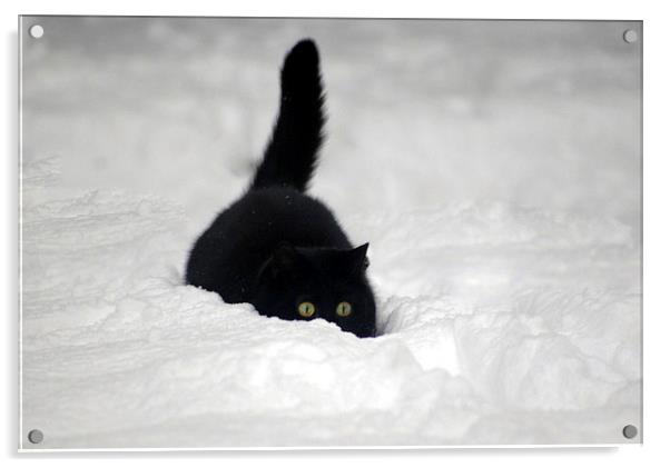 Snow Cat Acrylic by Tracy Hughes