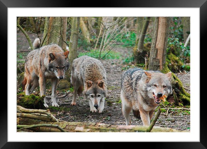 Wolves. Framed Mounted Print by Tracy Hughes