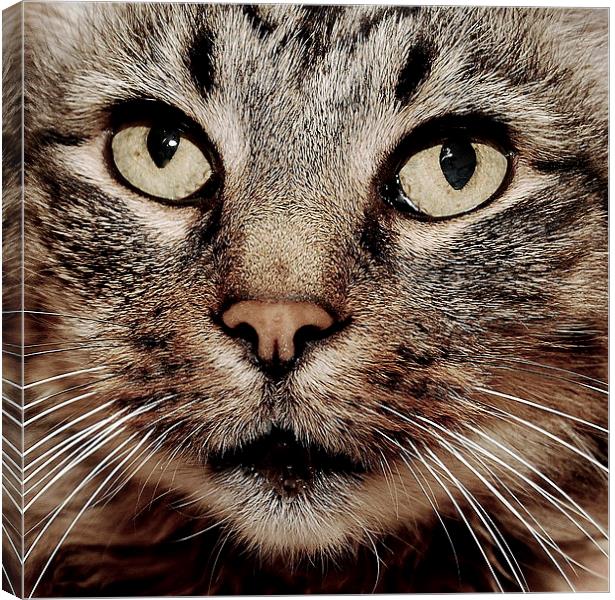 Cats face closeup. Canvas Print by Tracy Hughes