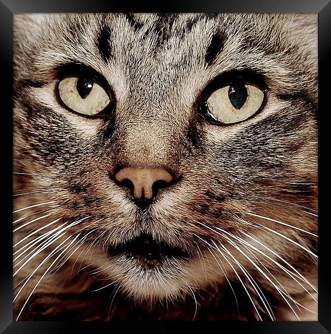 Cats face closeup. Framed Print by Tracy Hughes
