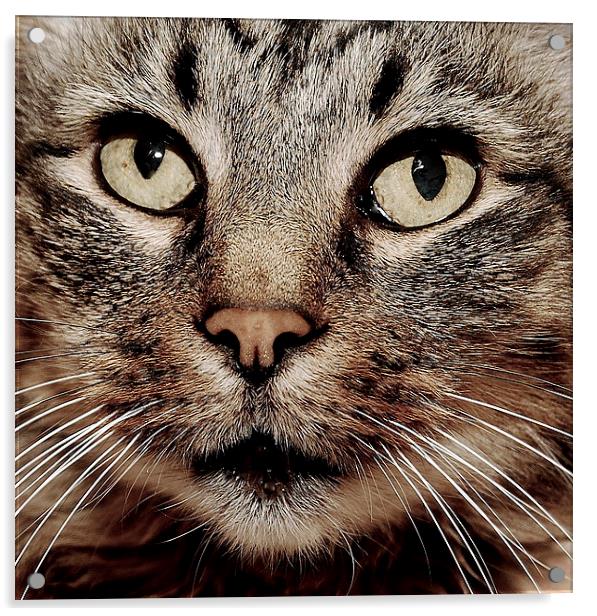 Cats face closeup. Acrylic by Tracy Hughes