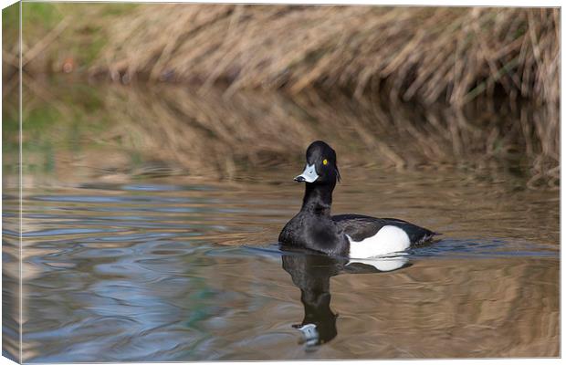 Tufted Duck on Pond Canvas Print by Philip Pound