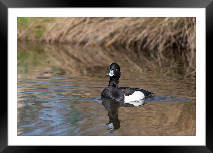 Tufted Duck on Pond Framed Mounted Print by Philip Pound