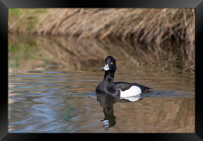 Tufted Duck on Pond Framed Print by Philip Pound