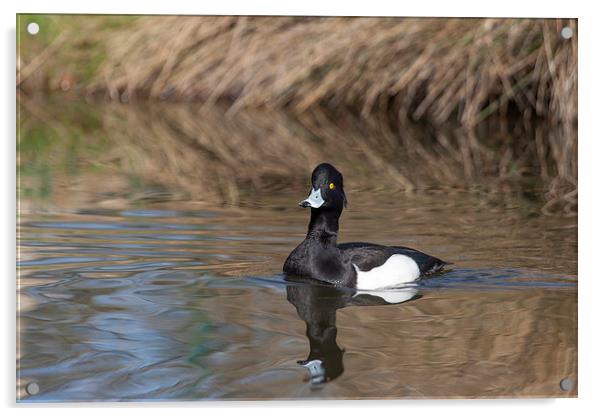 Tufted Duck on Pond Acrylic by Philip Pound