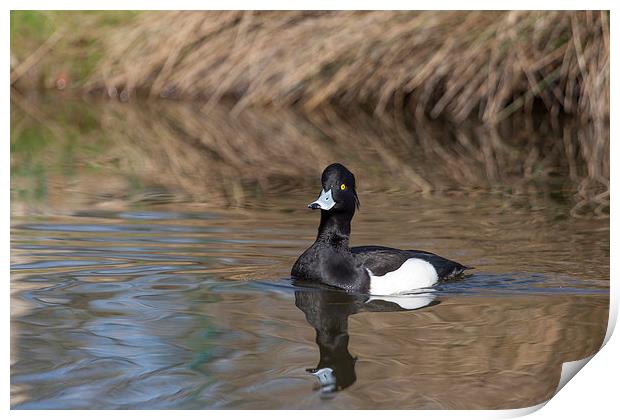 Tufted Duck on Pond Print by Philip Pound