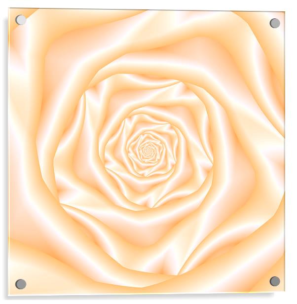 Pale Peach Spiral Rose Acrylic by Colin Forrest