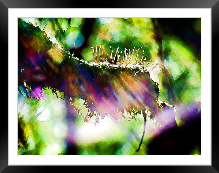 Feel the light Framed Mounted Print by Rod Ohlsson