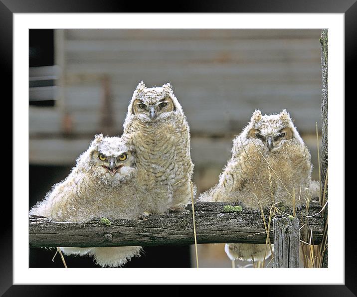 Great Horned Owl Fledglings Framed Mounted Print by Gary Beeler