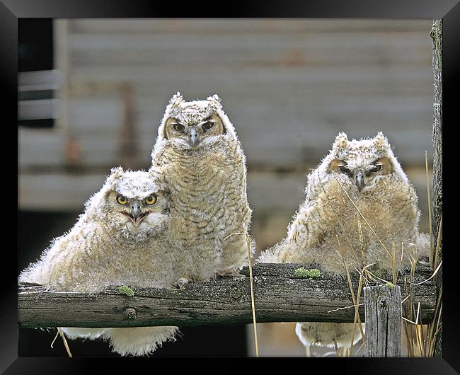 Great Horned Owl Fledglings Framed Print by Gary Beeler