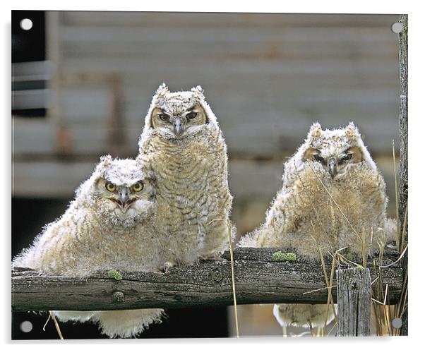Great Horned Owl Fledglings Acrylic by Gary Beeler