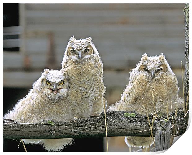 Great Horned Owl Fledglings Print by Gary Beeler