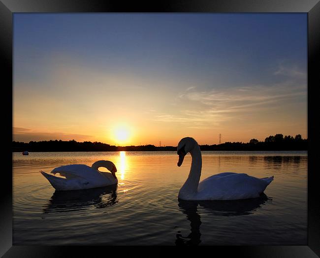 Two Swans at Sunset Framed Print by Mark Kelly